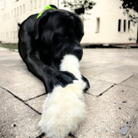 Kaninchenhaut Stangen mit Fell