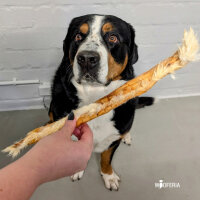 Kaninchenhaut Stangen mit Fell natur