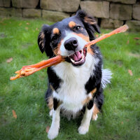 Rinder Achillessehne