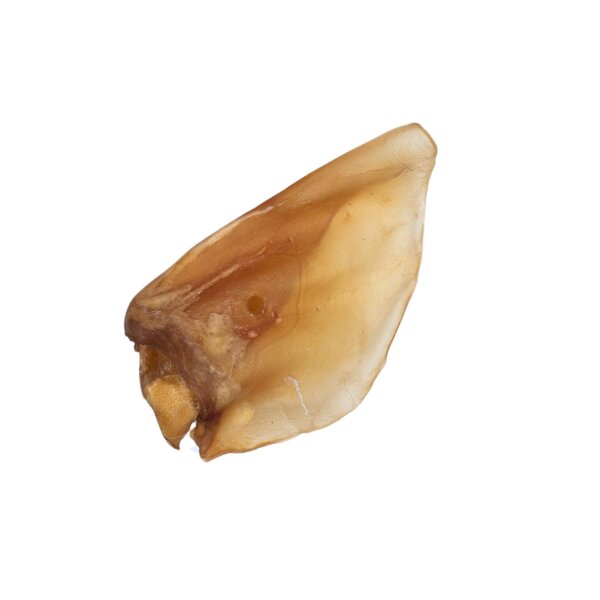 Rinderohr ohne Muschel