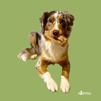 Rinderohr ohne Muschel