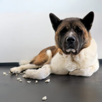 Käse gefriertgetrocknet