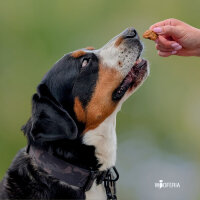 Wels Crunchy Würfel