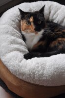 AFP Lambswool - Donut Bed