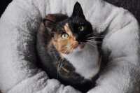 AFP Lambswool - Donut Bed