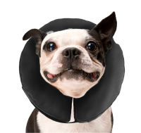 Zenpet ProCollar M