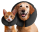 Zenpet ProCollar M