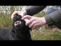 Excellent Pets Dental Oral Spray 150 ml