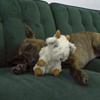 KONG Comfort Tykes Plush Toy Goat