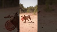 Dog Comets UFO Ring Rosa S