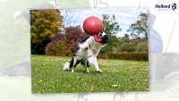 Jolly Tug-n-Toss Helllila XL (25 cm)