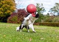 Jolly Tug-n-Toss Helllila XL (25 cm)