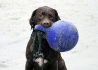 Jolly Tug-n-Toss Helllila XL (25 cm)