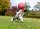 Jolly Tug-n-Toss Helllila XL (25 cm)