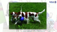 Jolly Romp-n-Roll Helllila S (10 cm)