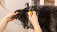 Wahl Dematter Entfilzungskamm für Hunde