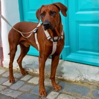 Y-Hundegeschirr WOOFLEX® 4fach-verstellbar mit Griff...