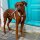 Y-Hundegeschirr WOOFLEX® 4fach-verstellbar mit Griff und Sicherheitsschnallen Desert Sand - wasserfest