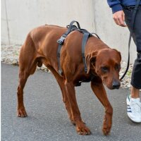 Y-Hundegeschirr WOOFLEX® 4fach-verstellbar mit Griff...