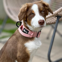 Nylon Tactical Halsband mit Griff Dusty Rose -...