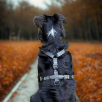 Y-Hundegeschirr 4fach-verstellbar mit Griff und Sicherheitsschnallen Anthracite - ultraleicht - XL