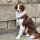 Y-Hundegeschirr 4fach-verstellbar mit Griff und Sicherheitsschnallen Dusty Rose - ultraleicht - XL