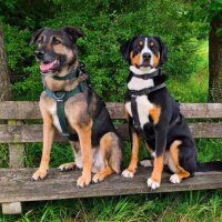 Y-Hundegeschirr 4fach-verstellbar mit Griff und Sicherheitsschnallen Black Camo - ultraleicht - L