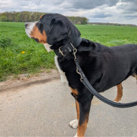Nylon Classic Führleine Deep Black - 2,5m 3-fach verstellbar / Silber