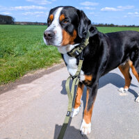 Nylon Classic Führleine Military Olive - 2,5m 3-fach verstellbar mit Kurzführgriff / Silber