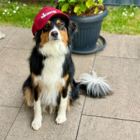 Cap Dogmom - Beige