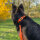 Nylon Classic Führleine Safety Orange - 2,5m 3-fach verstellbar / Schwarz