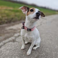 Nylon Tactical Halsband für kleine Hunde Dusty Rose...
