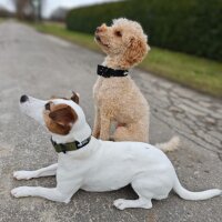 Nylon Tactical Halsband für kleine Hunde Military...