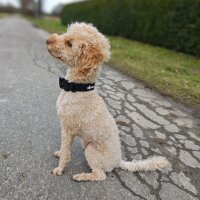 Nylon Tactical Halsband für kleine Hunde Deep Black...
