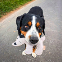 nachhaltiges Hundespielzeug 3er Set - Ella, Bruno & Kurt - Grau