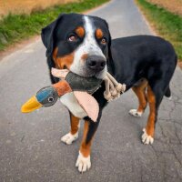 nachhaltiges Hundespielzeug 3er Set - Ella, Bruno &...