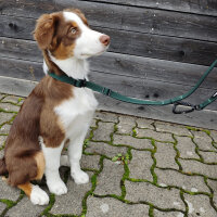 Nylon Retrieverleine verstellbar Dark Green