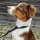 Nylon Retrieverleine verstellbar Dark Green