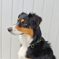 Woofchain Kettenhalsband aus Edelstahl Olive - 50cm