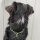 Woofchain Kettenhalsband aus Edelstahl Olive - 62cm