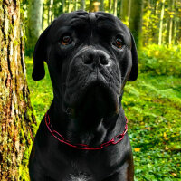 Woofchain Kettenhalsband aus Edelstahl Bordeaux - 46cm