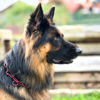 Woofchain Kettenhalsband aus Edelstahl Bordeaux - 62cm