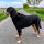 Woofchain Kettenhalsband aus Edelstahl Orange - 50cm