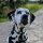 Woofchain Kettenhalsband aus Edelstahl Black - 42 cm