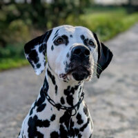 Woofchain Kettenhalsband aus Edelstahl Black - 54cm
