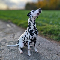 Woofchain Kettenhalsband aus Edelstahl Black - 58cm