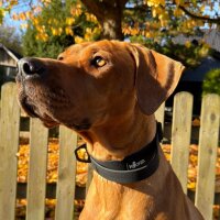 Halsband WOOFLEX® Tactical verstellbar mit Griff...