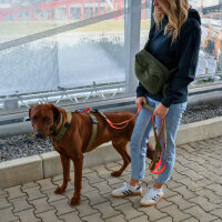Y-Hundegeschirr 4fach-verstellbar mit Griff und Sicherheitsschnallen Hunter Glow - ultraleicht - S