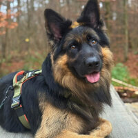 Y-Hundegeschirr 4fach-verstellbar mit Griff und Sicherheitsschnallen Hunter Glow - ultraleicht - S