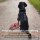 Y-Hundegeschirr 4fach-verstellbar mit Griff und Sicherheitsschnallen Signal Camo - ultraleicht - M